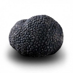 Truffe noire du Périgord entière 25 g - 1er choix 