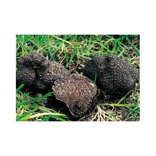 Truffes noires fraîches du Périgord